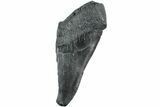 Partial, Fossil Megalodon Tooth - South Carolina #235937-1